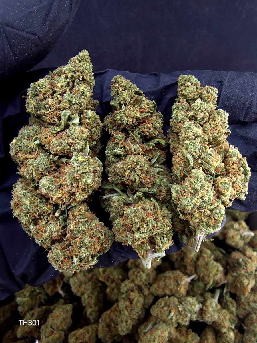 Dizc024420's tweet photo. 🏞️【 🌞 Evap • Farm 🪴 】🇹🇭
🥦Size Top Mid🌞✨

🔸 Banana Jealousy 🍌🍰
🔸 Indica60% , 🔸THC30%

Aroma ⬇️⬇️
🔺 Tropical 🏝️ Fruity 🍇 Sweet 🍬

💸100G = 950฿ , 1KG = 4,700฿💸

🛍️สนใจสินค้า @Line 
ทักแชท ตามสั่งได้เลยครับ🔻
Line ID (.) ▶️ 0924153858.

#weed #weedthailand #cannabis #og #กัญชา #กัญชารังสิจ #สายเขียว #กัญชาไทย #กัญชานครสวรรค์ #กัญชาเลย #กัญชาโอจี