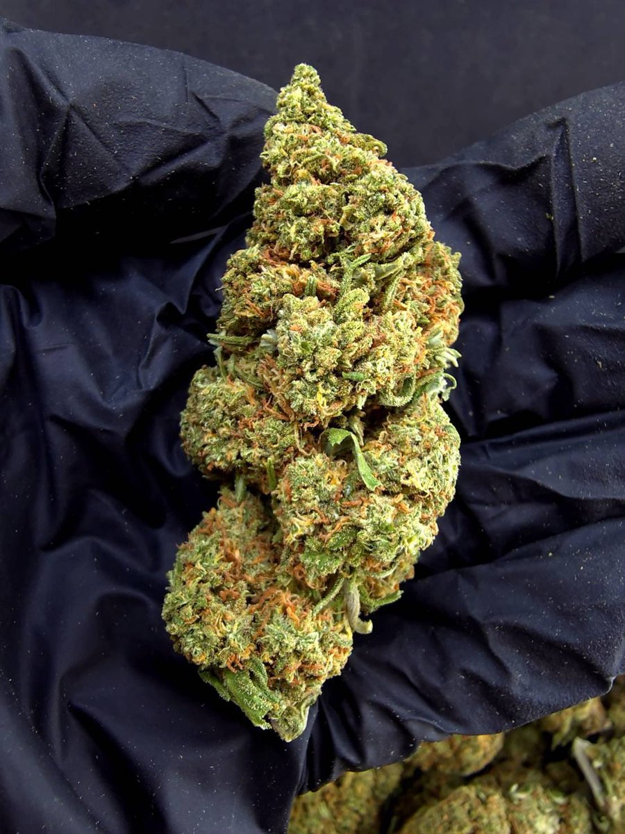Dizc024420's tweet photo. 🏞️【 🌞 Evap • Farm 🪴 】🇹🇭
🥦Size Top Mid🌞✨

🔸 Banana Jealousy 🍌🍰
🔸 Indica60% , 🔸THC30%

Aroma ⬇️⬇️
🔺 Tropical 🏝️ Fruity 🍇 Sweet 🍬

💸100G = 950฿ , 1KG = 4,700฿💸

🛍️สนใจสินค้า @Line 
ทักแชท ตามสั่งได้เลยครับ🔻
Line ID (.) ▶️ 0924153858.

#weed #weedthailand #cannabis #og #กัญชา #กัญชารังสิจ #สายเขียว #กัญชาไทย #กัญชานครสวรรค์ #กัญชาเลย #กัญชาโอจี