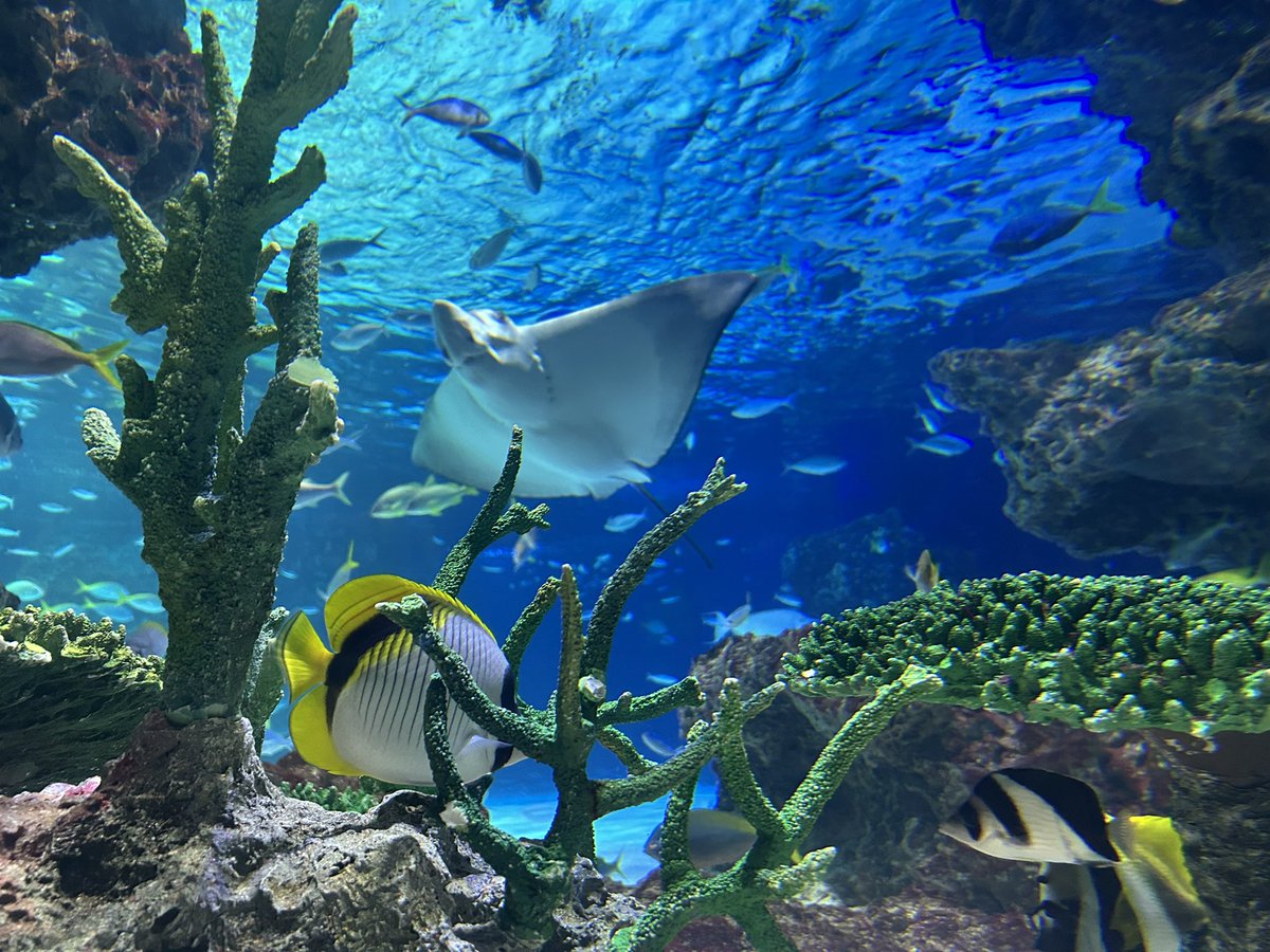 rainy_candy_9's tweet photo. 水族館いったった〜〜ノーマルカメラ加工無しでこれ我ながら写真上手くね???✌️ https://t.co/SRysvXsd9F