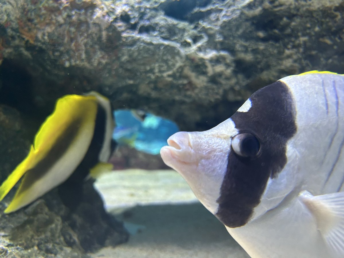 rainy_candy_9's tweet photo. 水族館いったった〜〜ノーマルカメラ加工無しでこれ我ながら写真上手くね???✌️ https://t.co/SRysvXsd9F