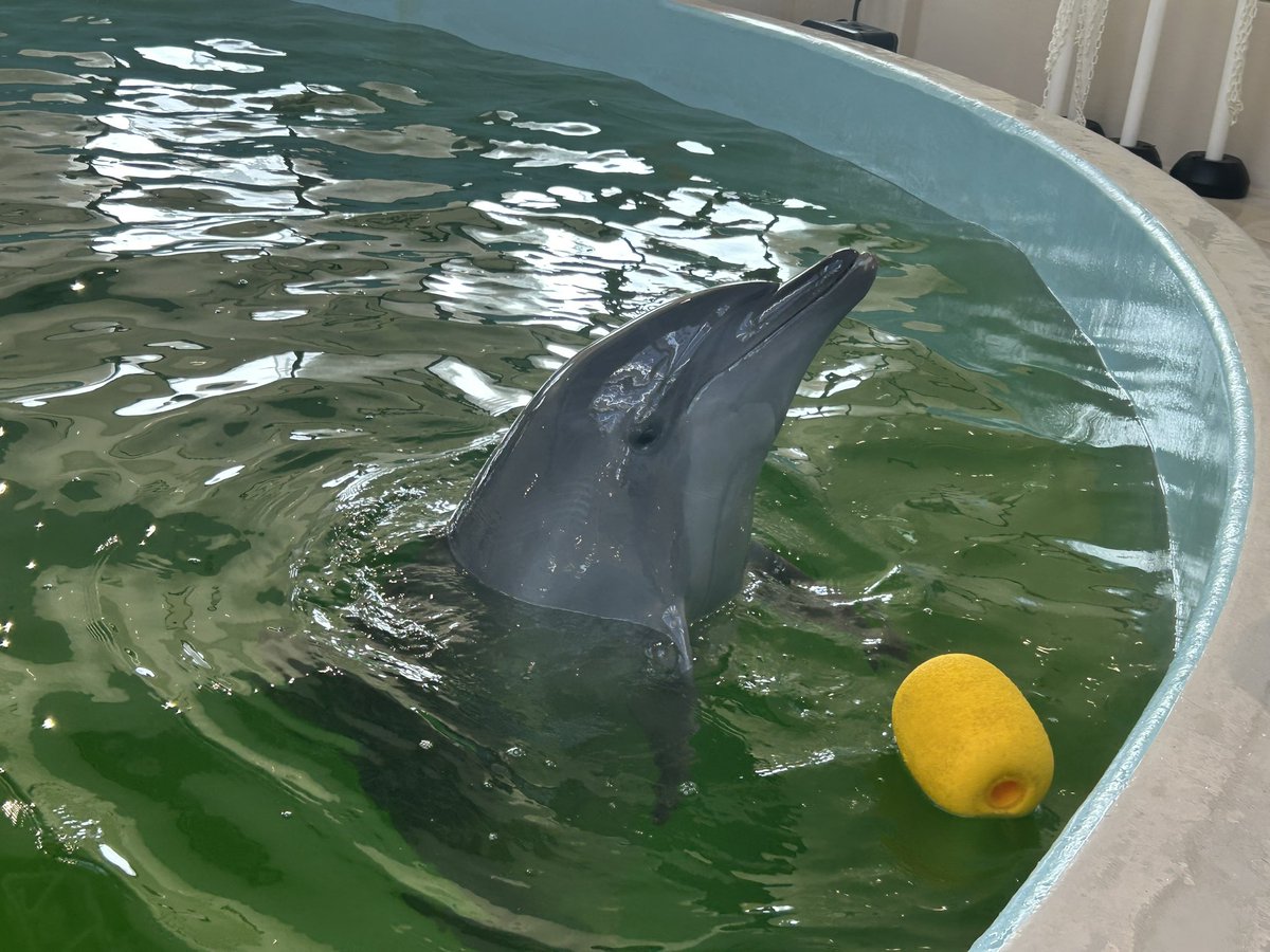 mmmaria00's tweet photo. らいむさんとこの子どもちゃん達とお祭り行ったり(まぁまぁ前)休日突然イルカと触れ合いに行ったり今日はピアノの発表会でした
壊滅的で親の方が心配してたピアノやったけどなんだかんだ本番には弾けるようになって感動 https://t.co/M5dzk2DUGL