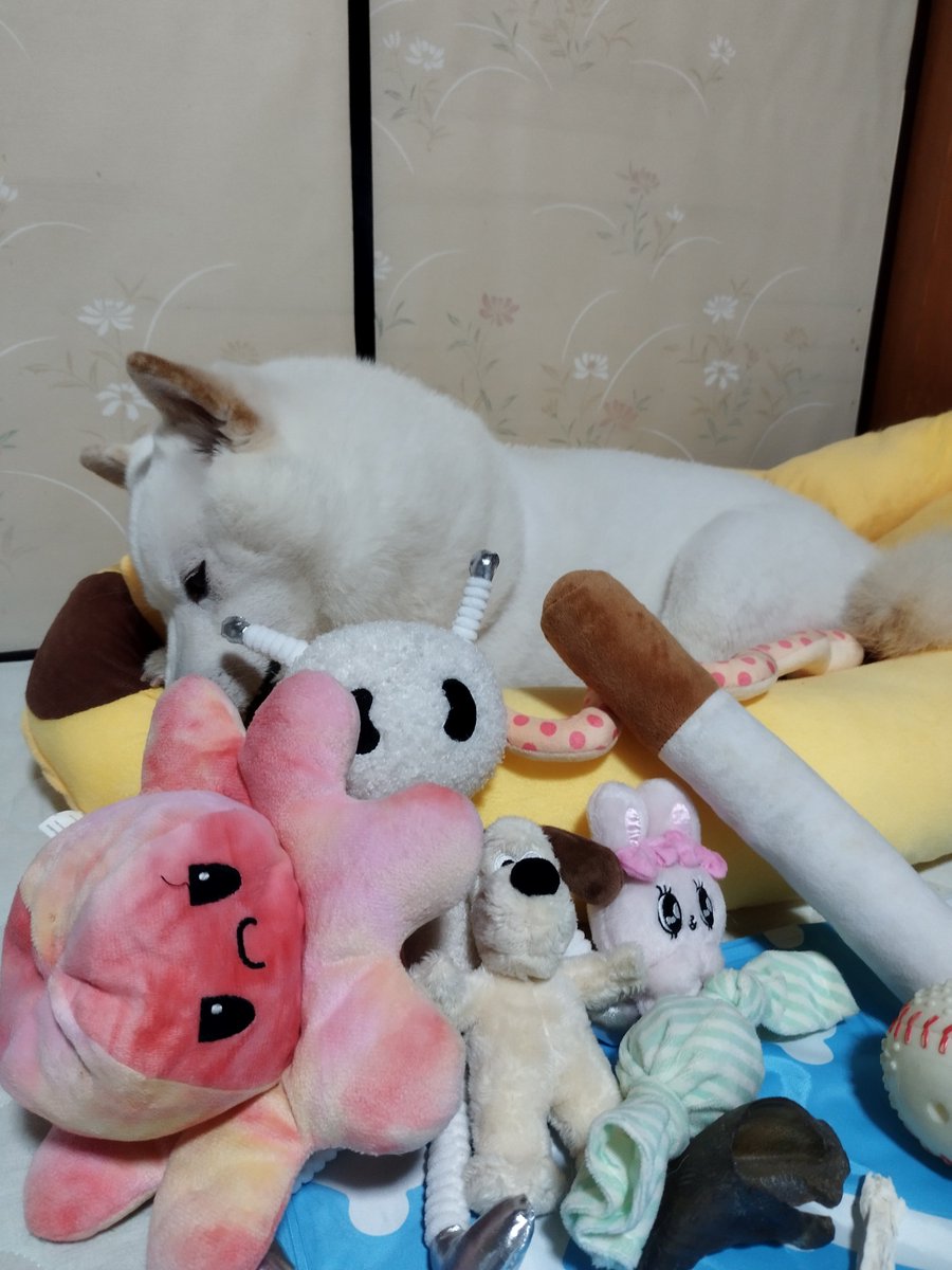 SPKING_1029's tweet photo. 俺の寝床犬🐾
#柴犬の魅力を発信 
#柴犬のいる幸せ 
#柴犬が好きすぎるでつかっていいよ
#白柴犬
#白柴犬好きさんと繋がりたい
#柴犬のんびり https://t.co/belh4bjSp2