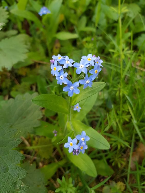 lavieestbelIe's tweet photo. Heart shaped forget me nots <3 https://t.co/IdP3ZkjYqG