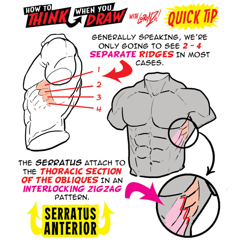 EtheringtonBros's tweet photo. SERRATUS ANTERIOR! To get the FREE monthly How to THINK When You draw digital MAGAZINE, (including NEW tutorials, a YEAR before they appear online) just tap the link in the bio HERE:  @etheringtonbros 
#anime #manga #comicart #conceptart #gamedev https://t.co/epKbxQbkif