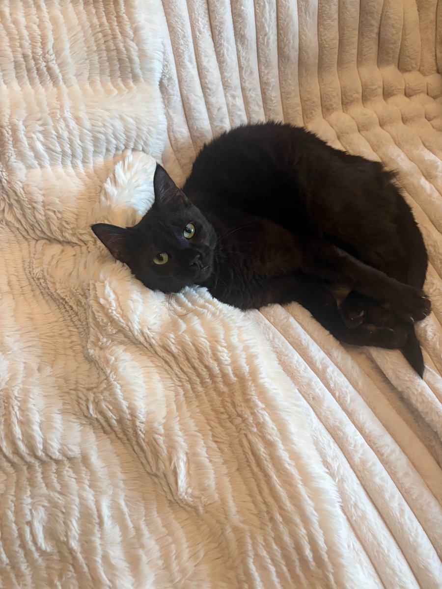 4PawsTeam's tweet photo. Meet Mabel! This sweet, playful girl loves kids, cats, belly rubs and being close to her people.

She will be at the Sterling Petco adoption event from 1-4 today, July 26.

See her in action - https://t.co/VpdQdzDyC9

Learn more about Mabel here:

https://t.co/iRb1pYh1Lk https://t.co/668AVH3Nr4