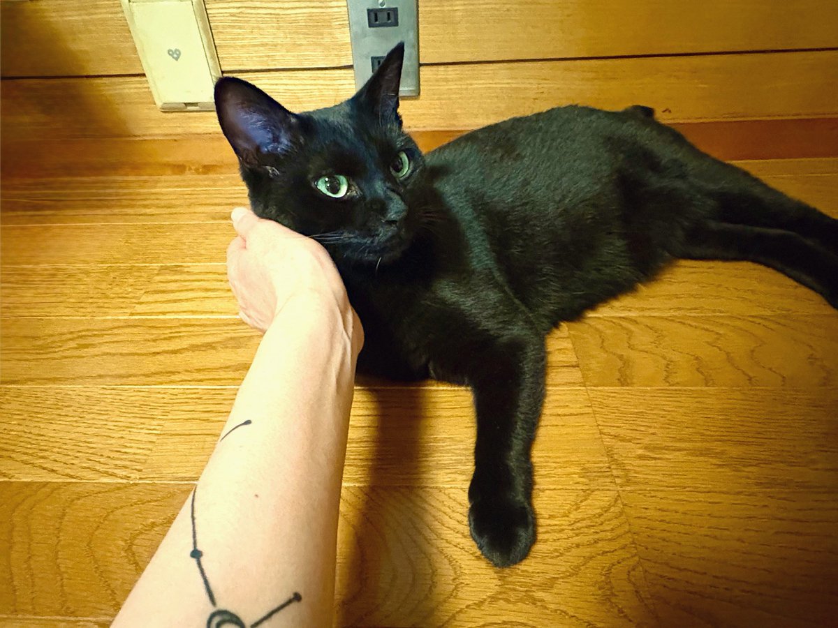 U_vocal's tweet photo. 今日も黒テカでカッコいい俺の猫！！

無料でこんな猫もらえたの人生最高の幸運やと思ってる😊

動物を飼うってね、"どんな子を選んで飼うか"じゃないんよ、たまたまご縁がつながって自分の手元に来てくれた子と、"自分が"どれだけ信頼関係を築けるかなんよ…。

#黒猫
#保護猫 https://t.co/be0vR3qO7e