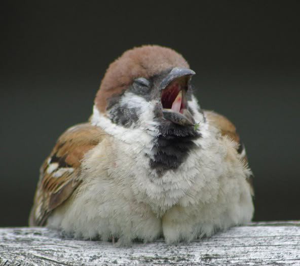 abitternote tweet picture