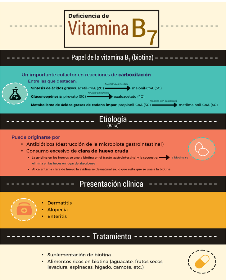ENARM_intensivo's tweet photo. 💢DEFICIENCIA  DE  VITAMINA  B7

#ENARM_INTENSIVO #ESTUDIA_MEDICINA https://t.co/XyW6lhdKEO