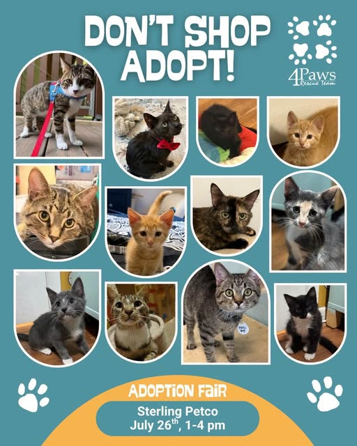 4PawsTeam's tweet photo. Missed yesterday's adoption fair? Don't worry, there's another chance today!
July 26th

Sterling Petco
1-4pm
22000 Dulles Retail Plz, Ste 110 https://t.co/UsKx9gA1BF