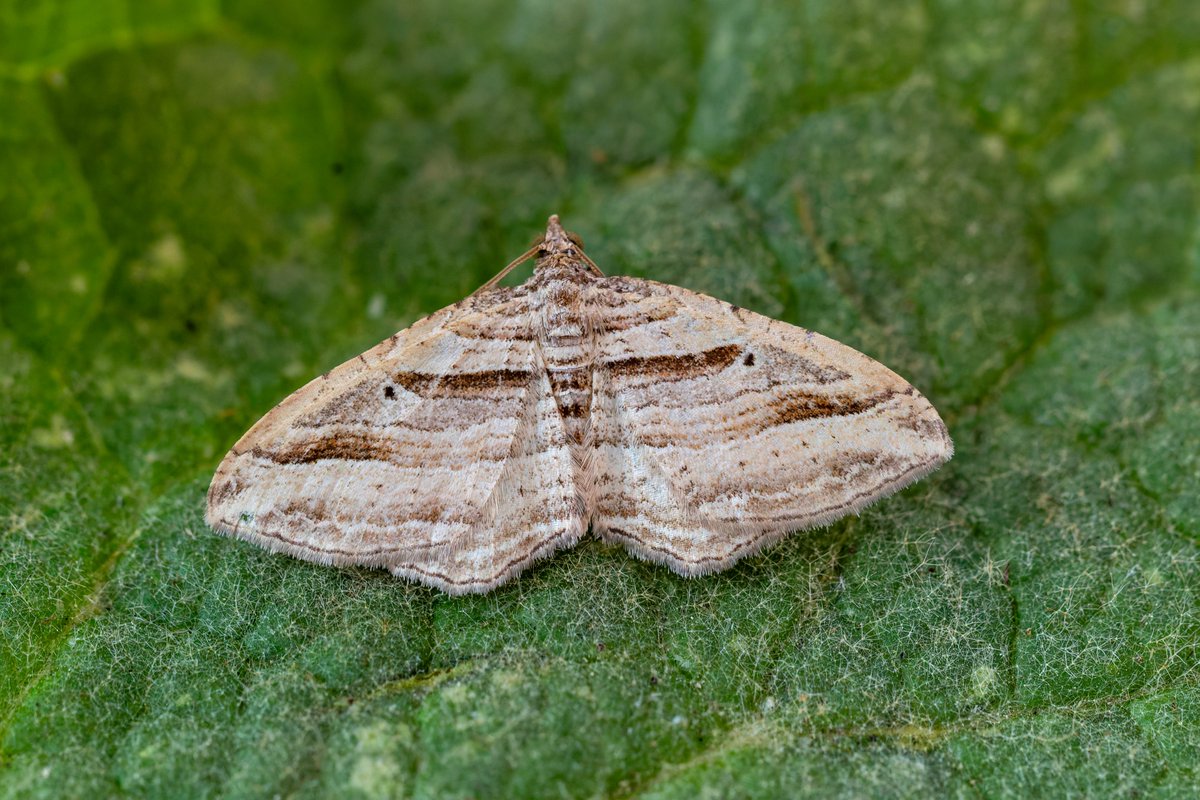 alan lewis wildlife stuff tweet media