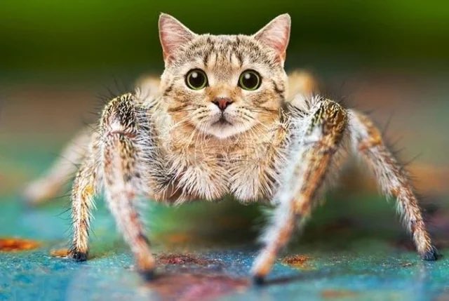 gonbuon_'s tweet photo. $spidercat https://t.co/VhXXKAcyYS