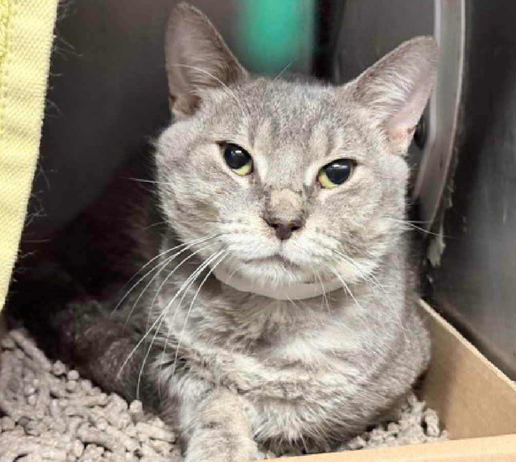 JLthekid9999's tweet photo. 🆘🆘 ASH (ID 255208), 2 YO, MALE –  IN MANHATTAN ACC - came into the shelter as an owner surrender on 5/22/2026, with the surrender reason stated as person circumstance- hoarding situation.   🆘🆘 😿 😿 😿 😿

➡️TBD 7/27/26

➡️ TOO LOW ON PLEDGES TO STIMULATE RESCUE INTEREST

➡️🆘🆘 6TH CHANCE ON EMERGENCY PLACEMENT LIST – VERY RARE – SHELTER AT CAPACITY - COULD BE LAST CALL FOR  ASH- VERY HIGH EU/SILENT KILL RISK– 🆘🆘 😱🔥🔥😱

➡️ 65 DAYS IN SHELTER – TOO LONG – TIME IS RUNNING OUT

➡️ ASH IS ON THE EPL FOR BEHAVIORAL REASONS - He is not thriving in the care center and continues to display distance-increasing behavior when approached for interactions. He has not warmed up despite staff using treats to build a positive association.  This designation often means that the cat will be given very little time for rescue/foster/adoption.🔥🔥🔥🔥

What my friends at ACC say about me: I would appreciate slow introductions to new people and places to help me feel safe. I'll need daily interaction with you as I get used to my new life. Ash tolerates attention and petting but appears fearful or stressed in the shelter. He may be a little more independent and may need time to warm up to his new home. We recommend that this cat go to a home with experienced cat parents. A volunteer writes: "Ash loves to be loved," his former person told us, after they relinquished this gray and white boy into our care because they had too many pets in the house. Ash's previous owner also described him as friendly, affectionate, talkative, and a snuggly lap cat who sometimes prefers to watch his people from afar. Ash likes to play with water (hey, who doesn't?), rough rope for scratching is his weakness, and being brushed puts him in kitty bliss. At the Care Center he's been calm, curious, and on the shy side, leaning in for pettings and even allowing a quick pickup while displaying a sense of uncertainty. Ash is a very sweet, well behaved guy who needs an adopter who loves to give love and will make sure Ash receives lots of it. Meet this beauty at the Manhattan Care Center today!❤️ 😻❤️ 😻❤️ 😻

NEEDS OUT OF SHELTER ASAP –

Please RT or pledge, if you can, to save this little one.

@AdamsPaulGrimke
@mehser12

💔😿🙏Thank you