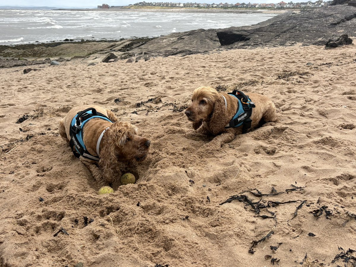 BrokenLilDolly's tweet photo. A breezy meander along the coastline at Heysham this morning 🐾🐾
#Heysham 
#Lancashire https://t.co/c3SNHg9KcU