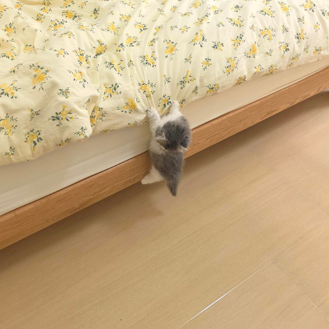 kitten_zukan's tweet photo. 足が届かない🥺 https://t.co/P3i6wdiSyo