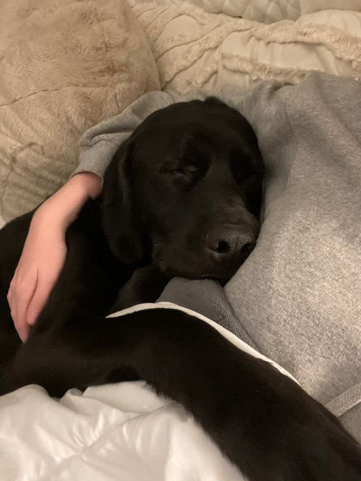KExohtic's tweet photo. 🫠🫠🫠🫠🦮🦮🐕‍🦺🐩🐾🐾🐾🐾🐾🐾❤️😍😍😍
watch me getting knotty with my boy🦮🦮🐕‍🦺🐩🐾🐾🐾🐾🐾🐾💦💦💦💦👣👣.Tap link :👇👇

https://t.co/3CBBd8DWBt

#zoo #z00phile #zootwt #zoophiletwt #k9 #knotty #doggysty https://t.co/5cg8jkK6cB