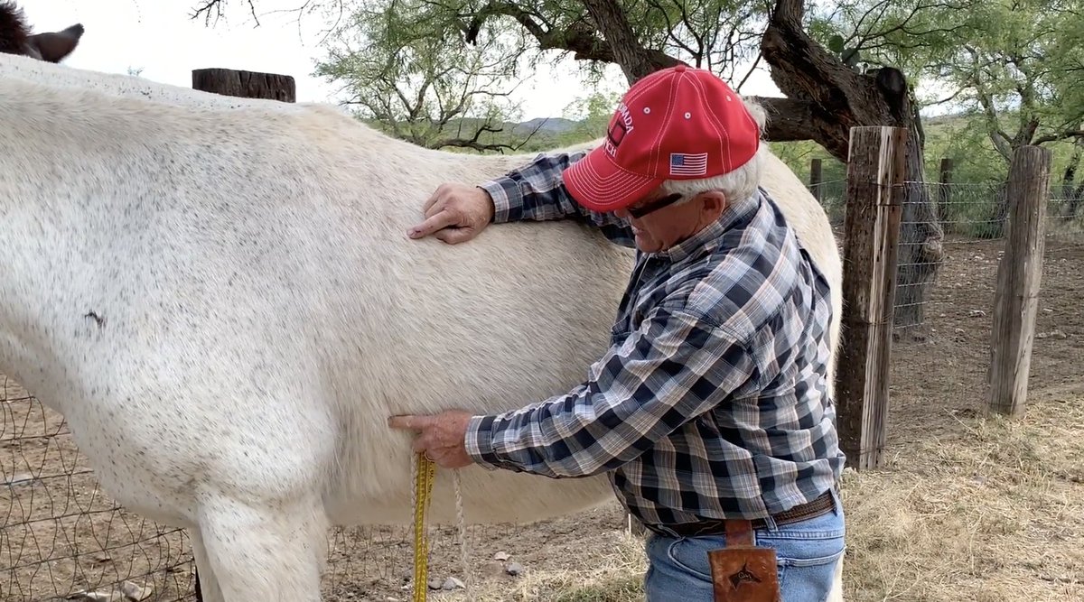 muleranch's tweet photo. If you are not sure what size cinch your mule or donkey needs, watch the demonstration and learn how to measure correctly.

https://t.co/NGpK4NReMQ https://t.co/Omv7EItDoJ