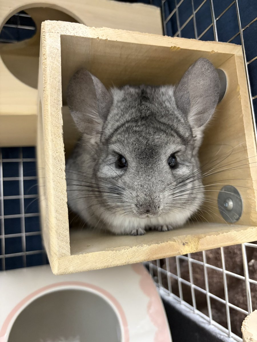 MAYWITHAMISSION's tweet photo. #チラタワー配りおじさん

この人間の家、狭すぎて遊ぶとこないんだよな🐭🐭 https://t.co/hTwS6KroLS