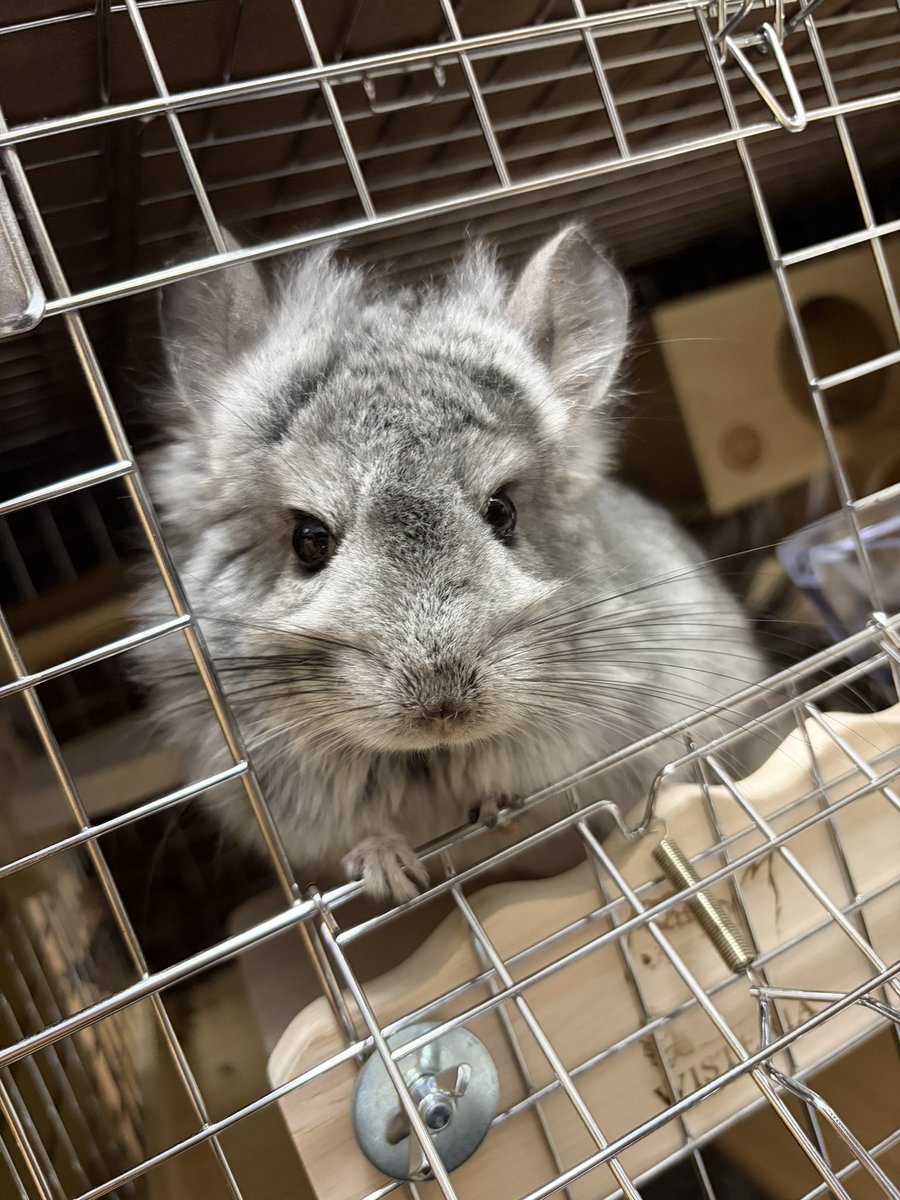 MAYWITHAMISSION's tweet photo. #チラタワー配りおじさん

この人間の家、狭すぎて遊ぶとこないんだよな🐭🐭 https://t.co/hTwS6KroLS