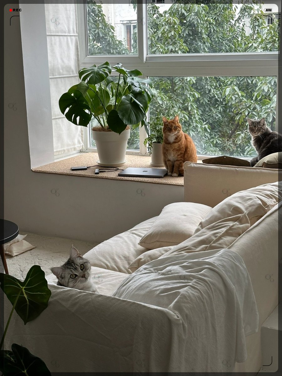 amsss1_'s tweet photo. Just found my cat napping on the freshly washed laundry basket instead of the dryer. Today’s small win: unstacked the towels. https://t.co/GNOdrwT64f