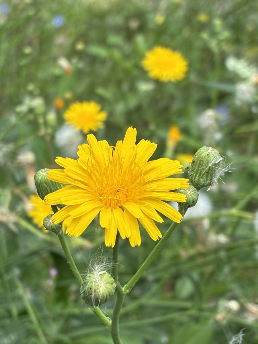 CJYoon4's tweet photo. Communing with nature ~
Wildflowers galore ~
#Nature #JoyfulSunday #SundayYellow #Beauty #JoieDeVivre #BeLight #BeHappy #Divine #Blessed #Spirit #Presence https://t.co/DhzjRlXS48