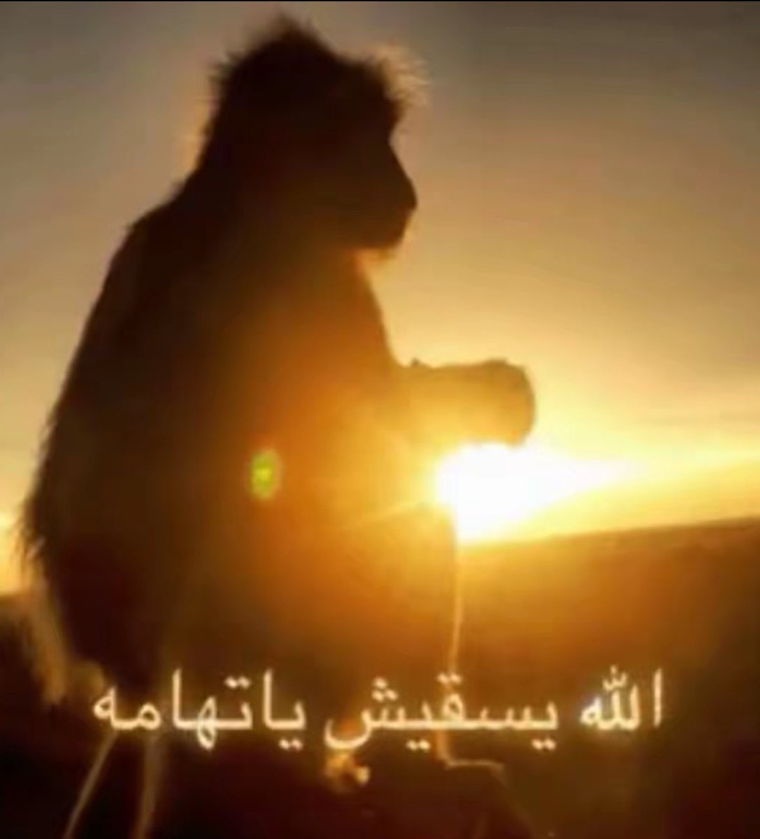 . tweet media