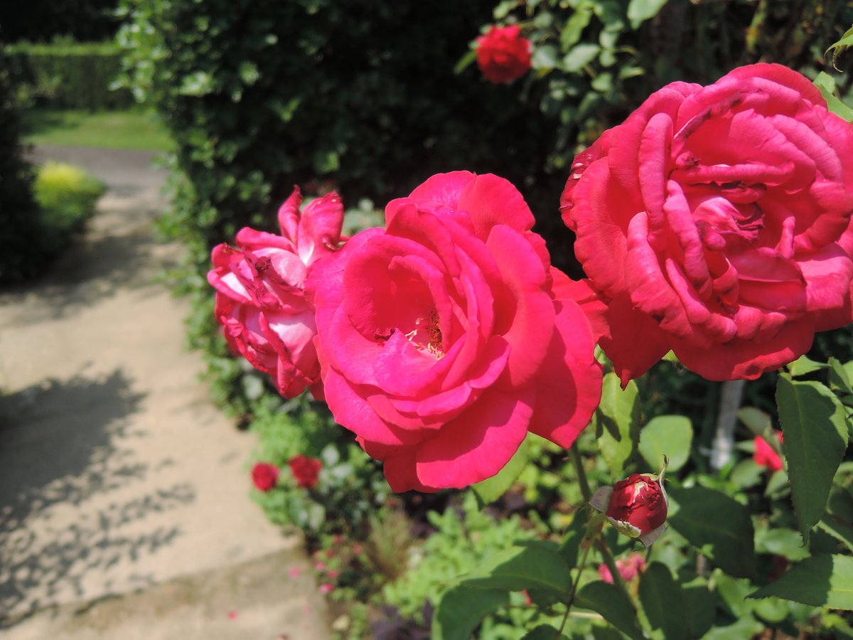 hayayoshi's tweet photo. Roses in Joshu #Rose https://t.co/qUAS36D2rv