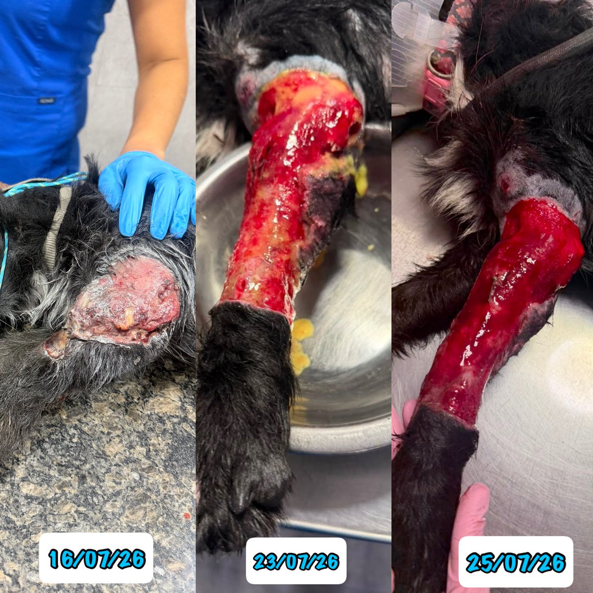ayudemosapluto's tweet photo. 🐾 Zeus needs us 💔

He is currently hospitalized, receiving medical care to alleviate his pain and give him a chance to recover.

Each day of hospitalization, medication, and procedures represents a cost we cannot cover on our own. That's why we're reaching out to you today.

🙏 We need your help to continue fighting for Zeus. Any donation, no matter how small, makes a big difference and brings us closer to the possibility of him walking pain-free again.

If you can't donate, you can also help by sharing this post so it reaches more people.

❤️ Zeus deserves a second chance. Thank you for being part of his hope. https://t.co/HLraoMCFst