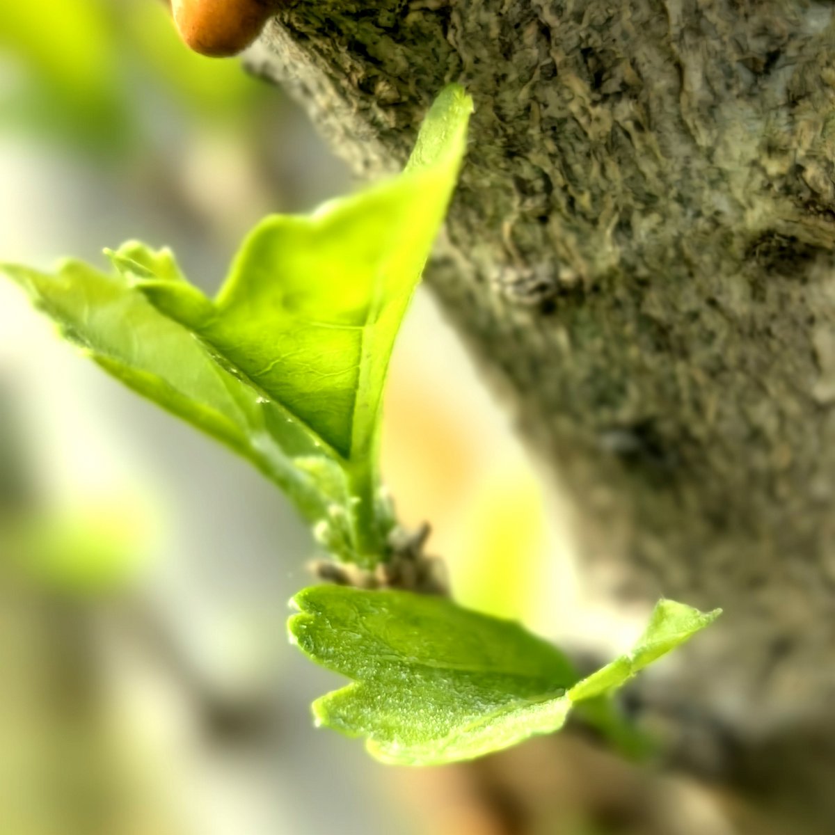 MOuderaa's tweet photo. Growth isn’t about never falling—it’s about getting up, dusting off, and seeing the path a little clearer each time. The small stumbles They’re just signposts, not stop signs. https://t.co/Jv8ur9jO3J