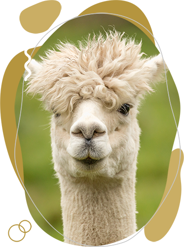 HansomeAlpacas tweet media