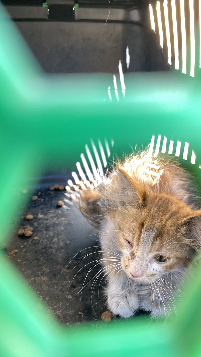 durutdurusu's tweet photo. dün akşam evin önüne koyduğum mamayı yiyen perişan halde bir aylık yavru buldum bugün veterinere götürdüm ve 

giarda dışkı paraziti ishal gözde konjuktivit ve kırmızı kan hücresinde düşüş kansızlık olduğu anlaşıldı tedaviye aldırdım 

ama veteriner ücretini karsılıcak gücüm yok veteriner ücreti için yardımcı olur musunuz?