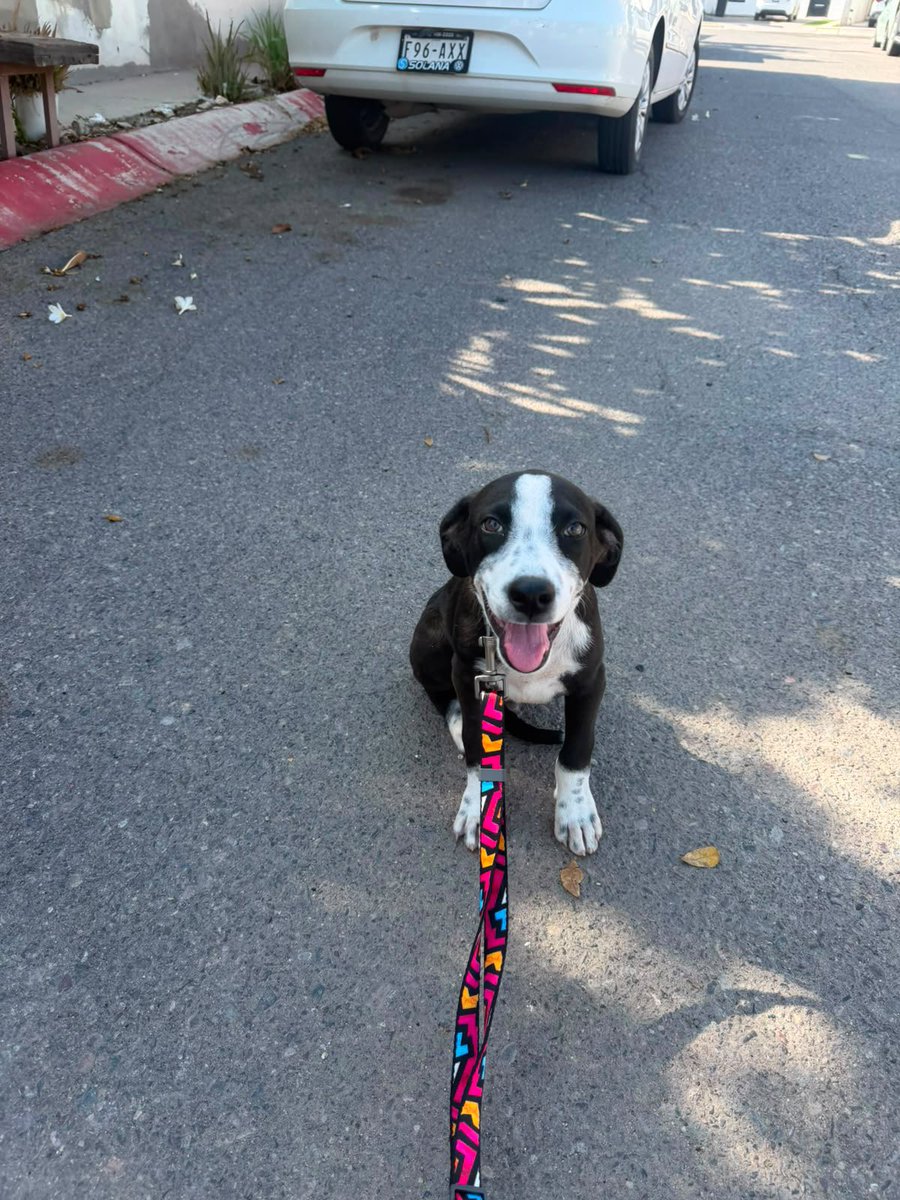 gllgina1's tweet photo. Indi ahora Koda.. dominguiando con su humano 💕 #adoptanocompres https://t.co/V5M48zxPKl