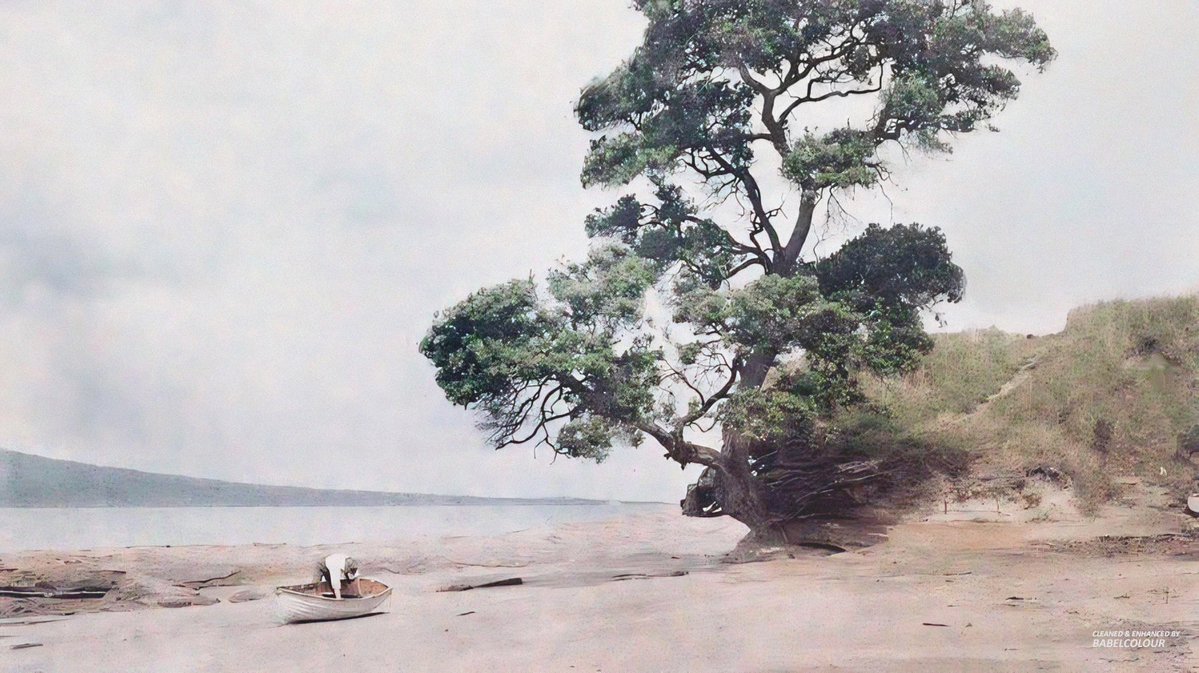 StuartHumphryes's tweet photo. This shot of the beach at Takapuna, New Zealand, was taken by Robert Walrond 1913 and looks more akin to a wateroclour painting than an Autochrome photograph. It is quite special 😍 The contemporary view of the beach, island and tree was kindly supplied by @strawhouse https://t.co/4nFerrKhS4