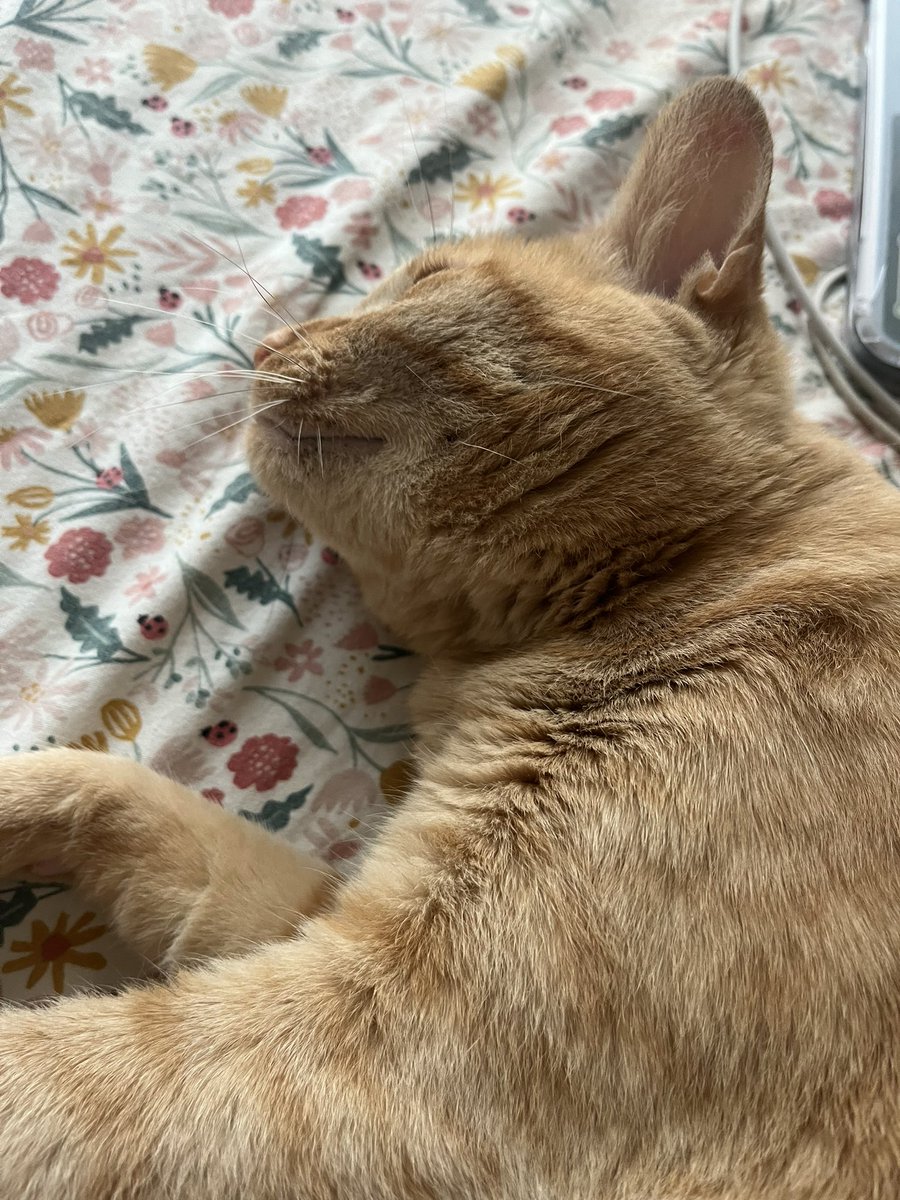 mrevanthecat's tweet photo. the rumers  are tru ! this morney i was bein the most sweetly boy in the world :) https://t.co/dTQj6zqUgX