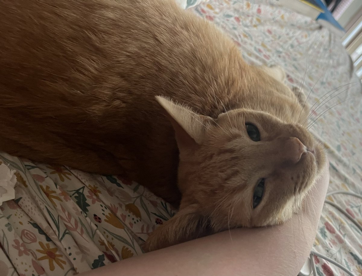 mrevanthecat's tweet photo. the rumers  are tru ! this morney i was bein the most sweetly boy in the world :) https://t.co/dTQj6zqUgX