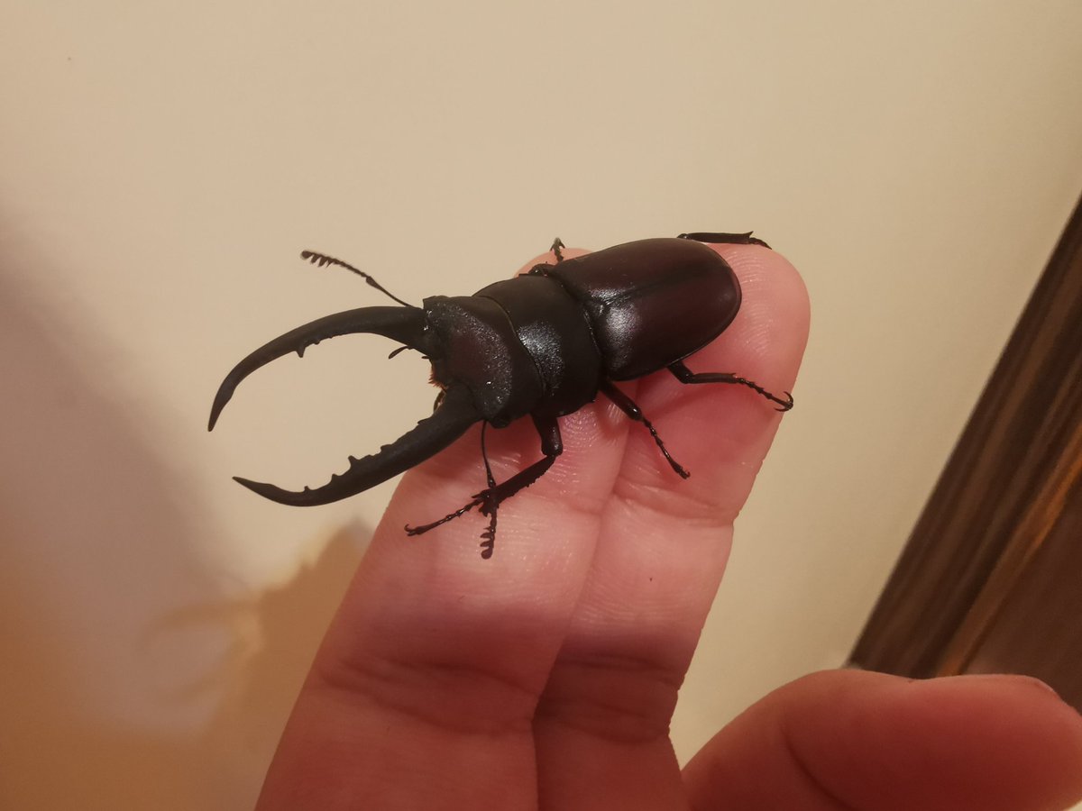 PIL114514's tweet photo. Prosopocoilus gracilis狭长前锹甲48mm，浙江产，是很经典的���产甲虫，野外数量多，性格温和 咬合力弱 和别的甲虫混养也不会出意外，外国虫友对这个感兴趣吗 https://t.co/CiwR9ti2ru
