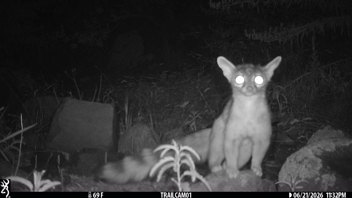 CrytzerFry's tweet photo. Sorry - all. Better late than never. The other #ringtail shots! @DonnaPastor1138 @ScholarStephens @Pupsmuckel2 @AudreyB59540 @encantoman2 @GracieCat3 @KcraKarmen @quiet_exterior @rt66kid https://t.co/OoFfqzVlR4