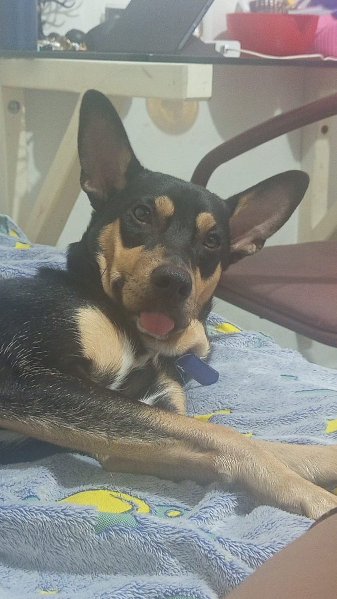 biscuytisof's tweet photo. café fazendo esse emoji 😛 https://t.co/XXITHUEdjO