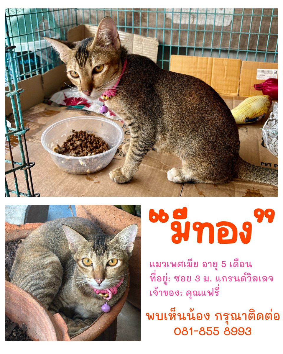 jntmpxtn01's tweet photo. (Pls rt) แมวหายค่ะ พิกัด ลาดพร้าว 80/3 ถ้าอุ้มไป ก็ช่วยเอามาคืนเถอะค่ะ น้องเป็นแมวมีเจ้าของ แค่ยังฉีดวัคซีนไม่ครบ เลยยังเอาเข้าบ้านไม่ได้ ใครพบเห็นโปรดแจ้งนะคะ https://t.co/ZbCVw3H8ap