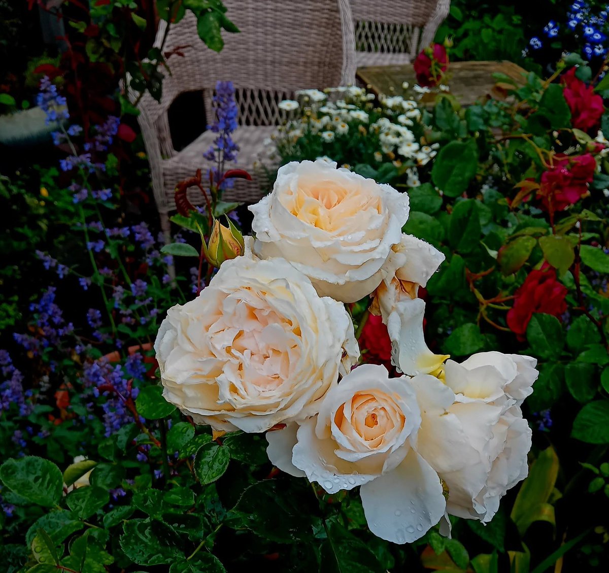 SanjeePerera1's tweet photo. Very sad to hear of the passing of #DavidAustinJnr @DAustinRoses. His was a legacy that scented a planet. Prayers for his family as the great Gardener welcomes this talented Rosarian into that perfect garden of light! 

Rest in Peace and Rise in Glory! https://t.co/w5I6sU4FAE