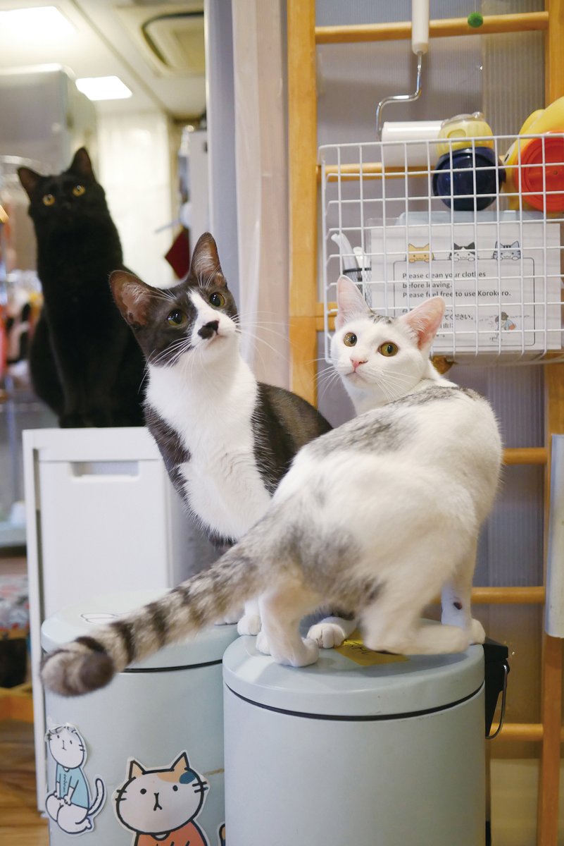 はむこ＠猫カフェ写真 tweet media