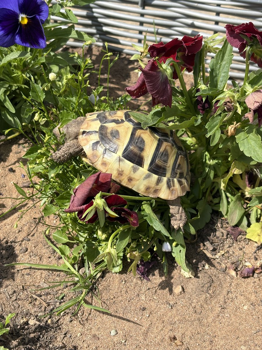 Spofforth's tweet photo. Bellatrix has been out in the sun, honing her mountaineering skills today!
#Bellatrix #Hermanns #Tortoise #TortLife 🐢 https://t.co/C8Xssj7gon