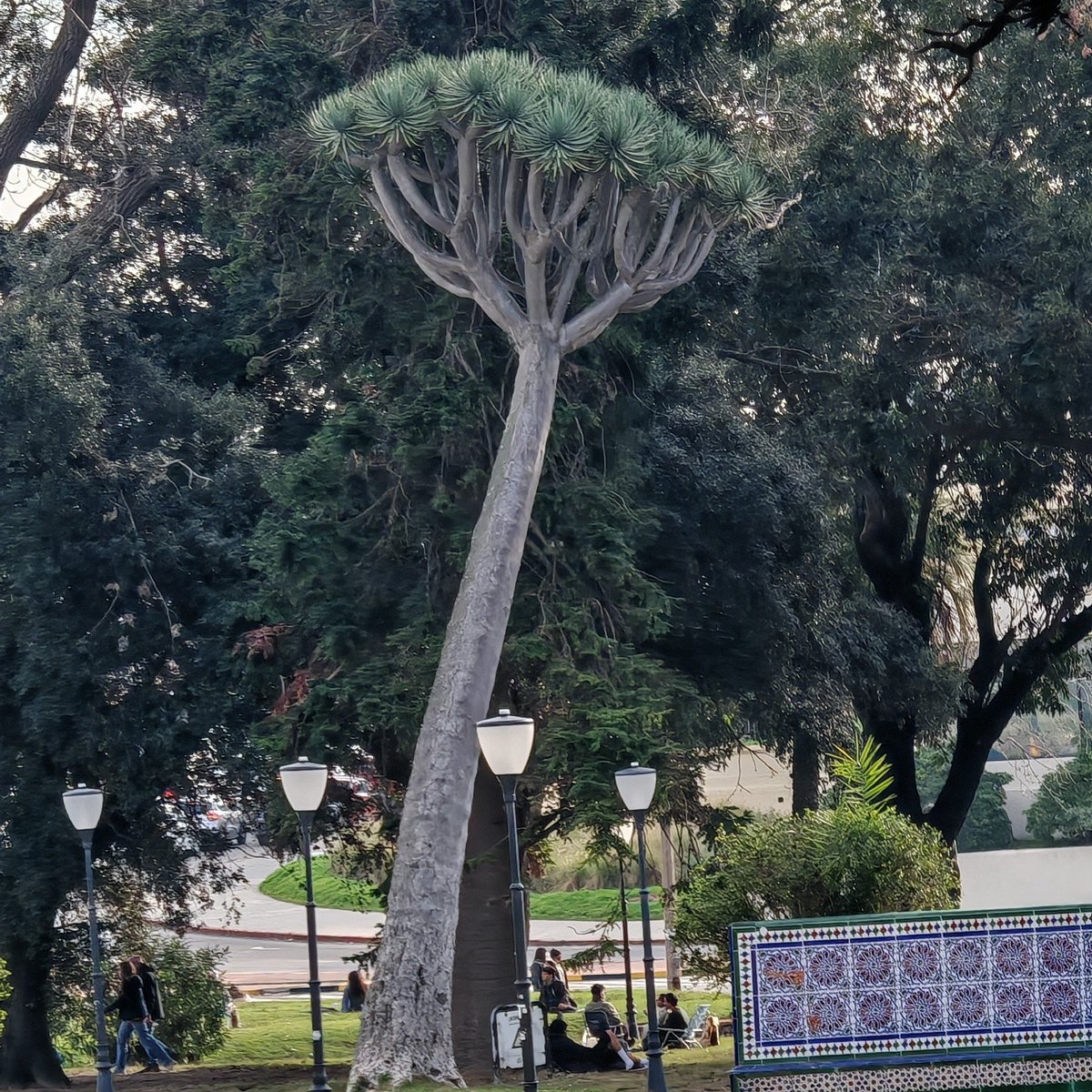 _BWonSamDi's tweet photo. aaaahhhh como me gusta este árbol loco es tan Islas Galápagos que emociona https://t.co/stq0dnOWzw
