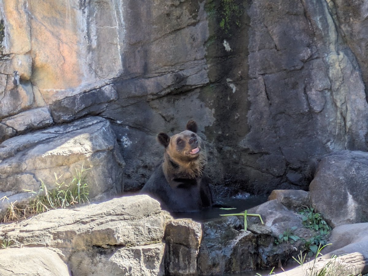 nezoolog's tweet photo. (ナズナ日記)
『暑い日もキュートな姿で
みんなを笑顔にする真夏のエンジェルに
胸キュンしっぱなしでした』
https://t.co/MyMZdRh1a6
……………………………………………………
#平川動物公園 #動物園 #zoo
#ヒグマ #brownbear
#エゾヒグマ #ezobrownbear
#ナズナ #ナズナちゃんの魅力を伝え隊 https://t.co/4Qch7WqJZl