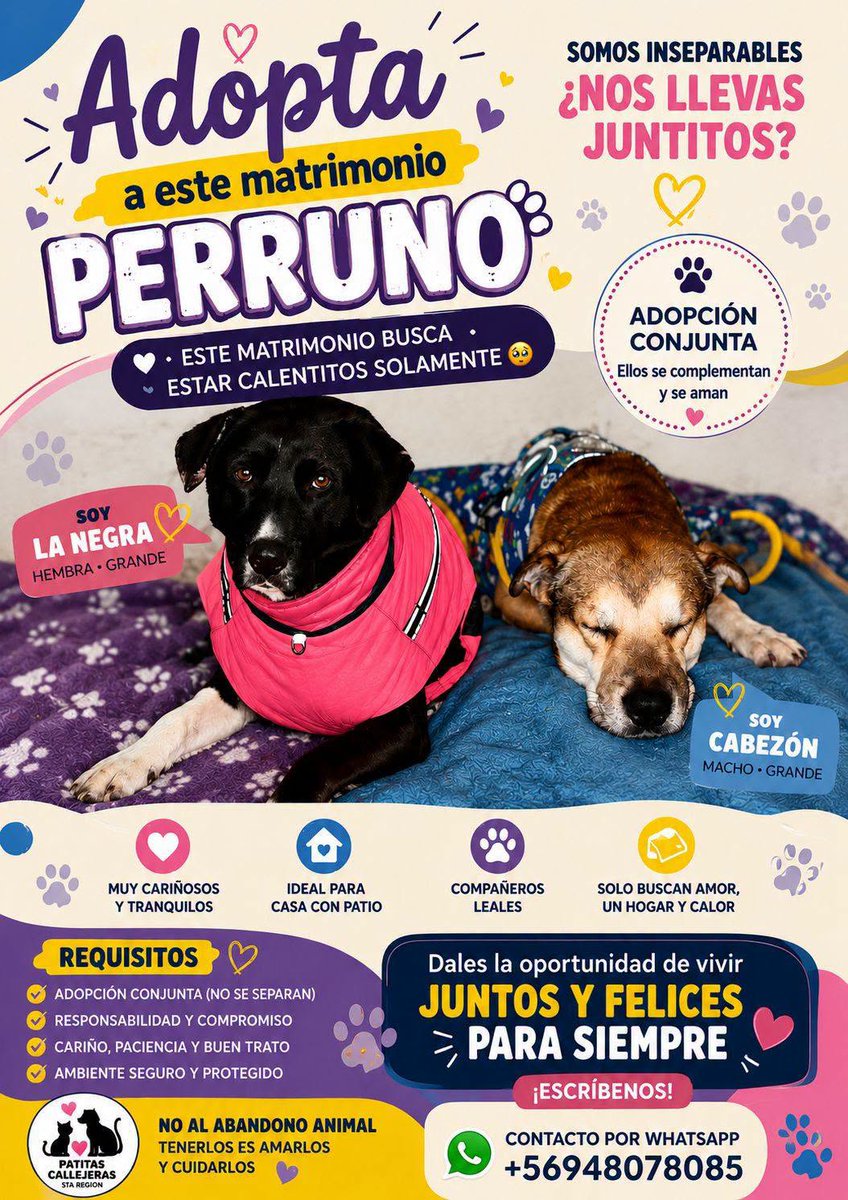 eltuitdemarsh's tweet photo. Fueron rescatados durante el temporal. Han estado juntos, en una plaza en Valparaíso, por más de 8 años. Son una pareja de viejitos que merecen una vida tranquila y feliz. Si puedes darles ese lugar, comunícate al +56948078085. Favor RT!
#Valparaíso https://t.co/iPYDRypNe1