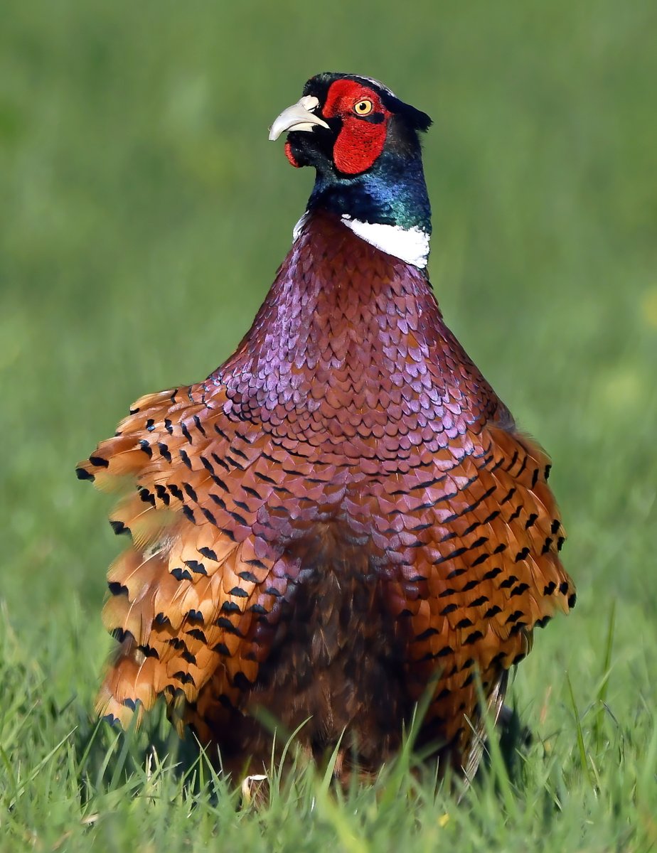 CarlBovisNature's tweet photo. A rather pleasant Pheasant! 😀😍🐦 https://t.co/0zjaOH0rg3