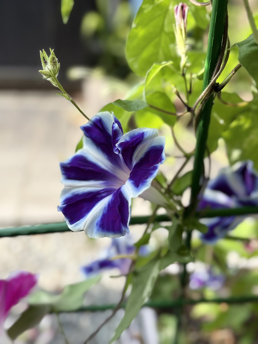 soyokaze244K's tweet photo. #私の_世界に一つだけの花 #SMAP
おはようございます
北海道ファンミレポありがとうございます✨剛くんの身体能力がまだまだしっかりしていて本当に嬉しい♡*゜

こちらもやっと恵の雨
かなり降ったので一気に24℃まで下がり久しぶりに熱帯夜からも解放されました 今朝も23℃台涼しい！
#新しい地図 https://t.co/oyo2Le821A