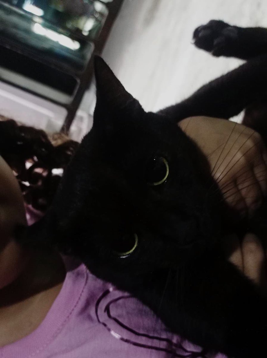 kthiosy22's tweet photo. #gato 🥰🥰 https://t.co/SeOViIRAju