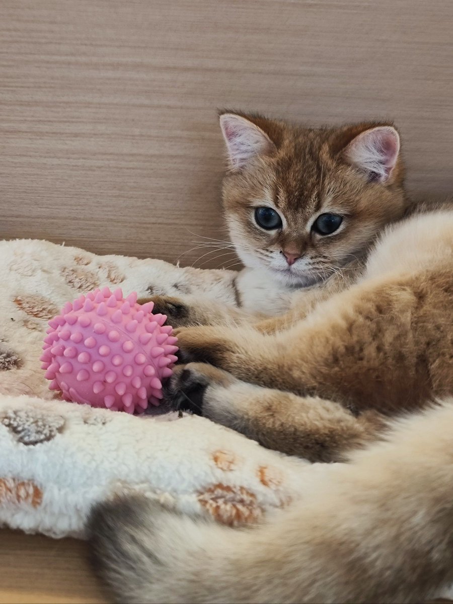 LoryArealk's tweet photo. My fluffy tabby turned 6 months old today! Wrapped up in her favorite blanket, purrs all day = pure happiness https://t.co/keGVc6LKLk