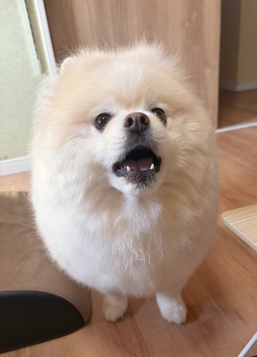 chikuwa78107742's tweet photo. 昨昼、「さんぽいきたいっ!!!!」と騒ぐ犬に「暑いからまだだめっ!!!!」と言ったら、「ちょっとなにいってるか わかんない」みたいな顔で挑発してきた。 https://t.co/Mmmro7qfa0