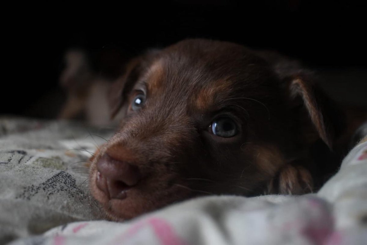 Alina_Gag's tweet photo. Por favor es urgente un hogar temporal. Si no va a regresar a la calle. O va a acabar en manos horribles. Tiene 5 meses. Es macho. Rescatalandia paga el traslado y ayuda con gastos. Ciudad de México. Contacto: 5563293851 https://t.co/32ZKrj6h23